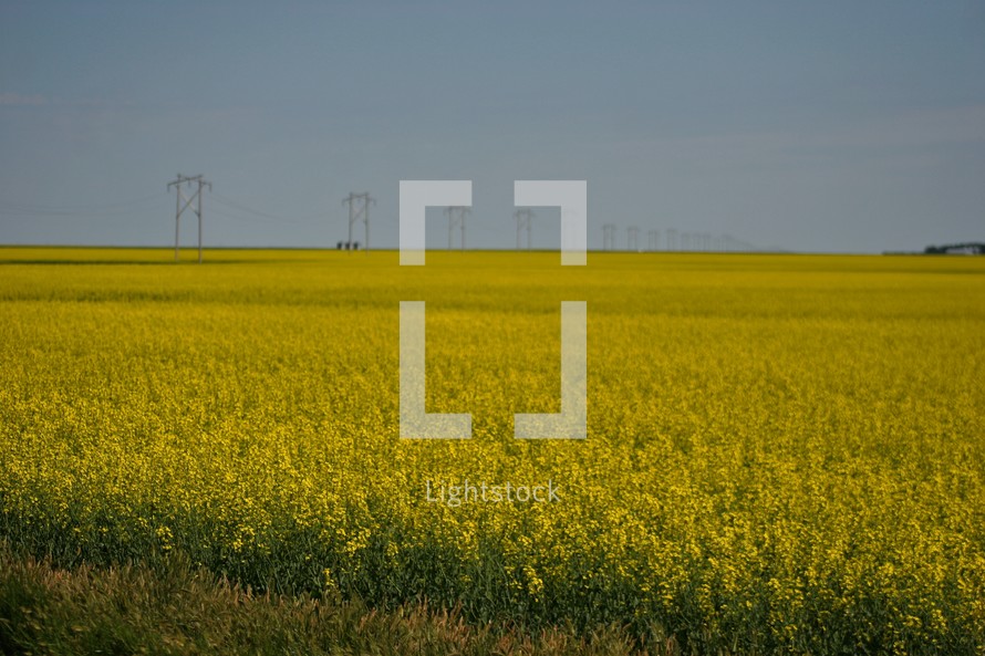 Field of yellow flowers with power lines and road in the background.