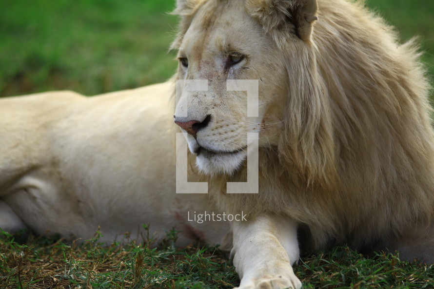 Lion lying on the ground