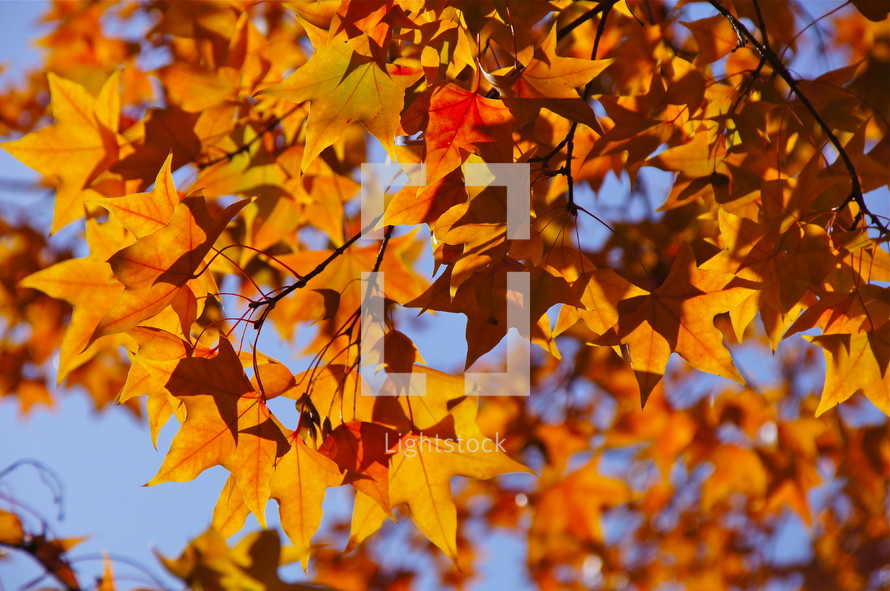fall leaves on sweet gum tree. Autumn, fall, season, harvest, orange, red.