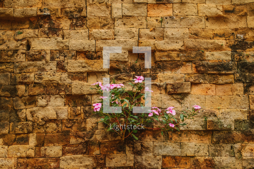 flowers growing from wall of ruins 