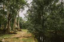 trees along a river shore in Cambodia 