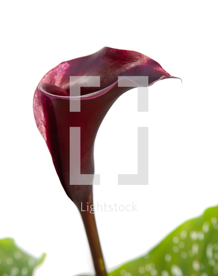 dark purple cala lily 
