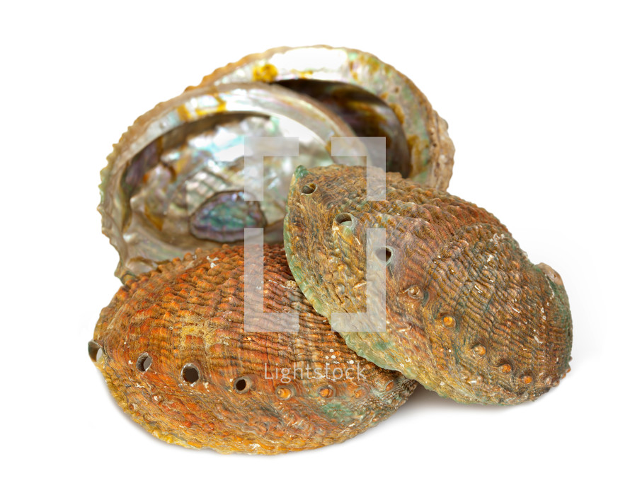 Four abalone shells on a white background