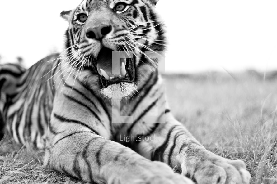 roaring tiger