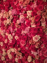 pink and red roses background 