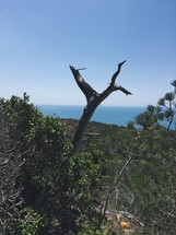 old tree branch on a sea cliff 