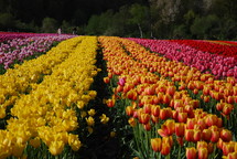 tulips in a flower garden 