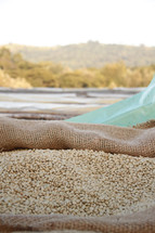 coffee beans in a burlap sac 
