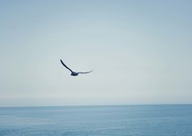 seagull in flight over the ocean 