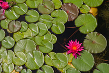 lotus flower and lily pads 