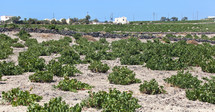 Santorini vineyard on lava soil next to the sea