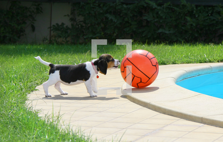 beagle puppy with a ball by a pool 