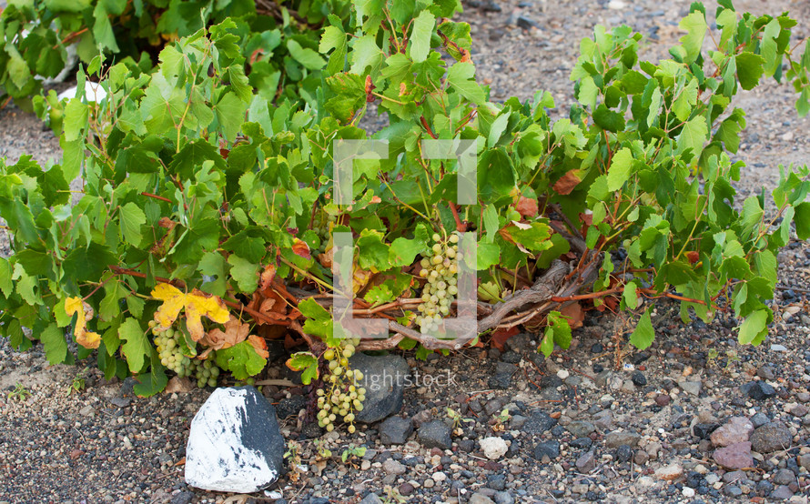 Vineyard in Santorini - Grecee
