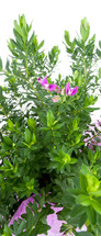 Polygala polygala on white background