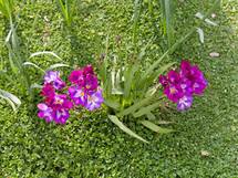 purple freesia in the garden