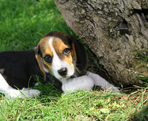 Jack Russel puppy outdoors 