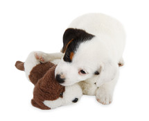 Jack Russell puppy on a white background