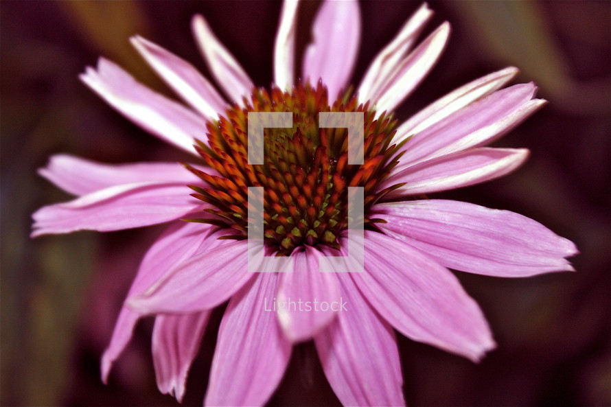 A pink and purple flower