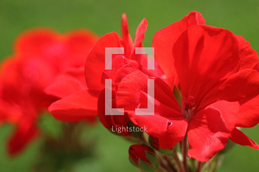 Red flower. (Geraniums)
