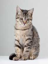 cat on white background