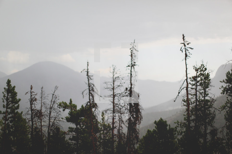 pine forest and a fog covered mountain peak