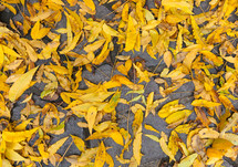 yellow fall leaves on the ground 