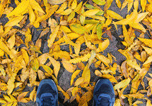 Blue shoes with yellow fallen leaves. Autumn forest, fall scene