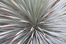 gray leaves appear to burst from the center of a large plant