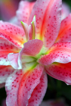 pink and white lily 
