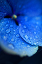 Close up of blue flower with morning dew on the petals.
