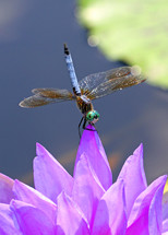 dragonfly on a purple lotus flower 