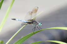 Close up of dragon fly on a blade of grass.