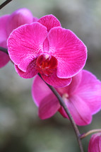 fuschia pink orchids