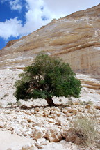 isolated tree in a desert 