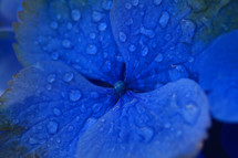 closeup of morning dew on a blue hydrangea flower