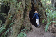 a boy looking into a hallowed out tree 