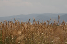 Wheat field with mountains in the background.