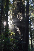 sunlight peeking through a forest of giant trees 