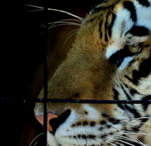 tiger in a cage 