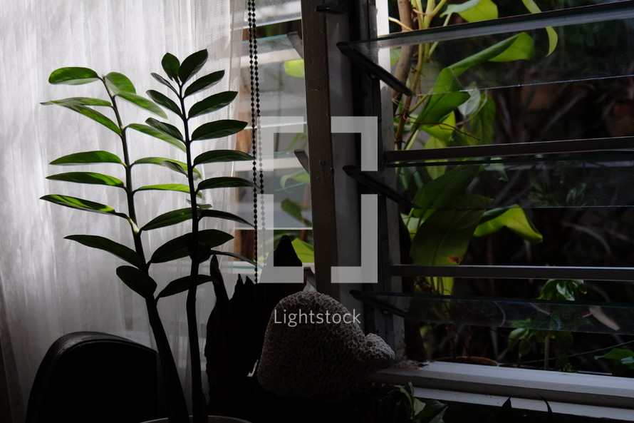 Shadowed plant by the window