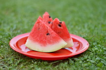 slices of watermelon on a red plate in green grass