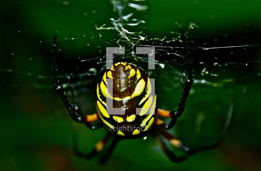 A close up of a yellow zipper spider in its web