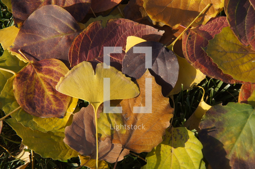Purple and yellow leaves. Autumn, fall, season, harvest.