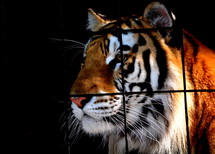 caged tiger 