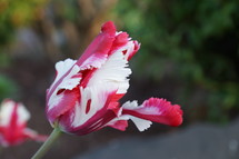 red and white flowers 