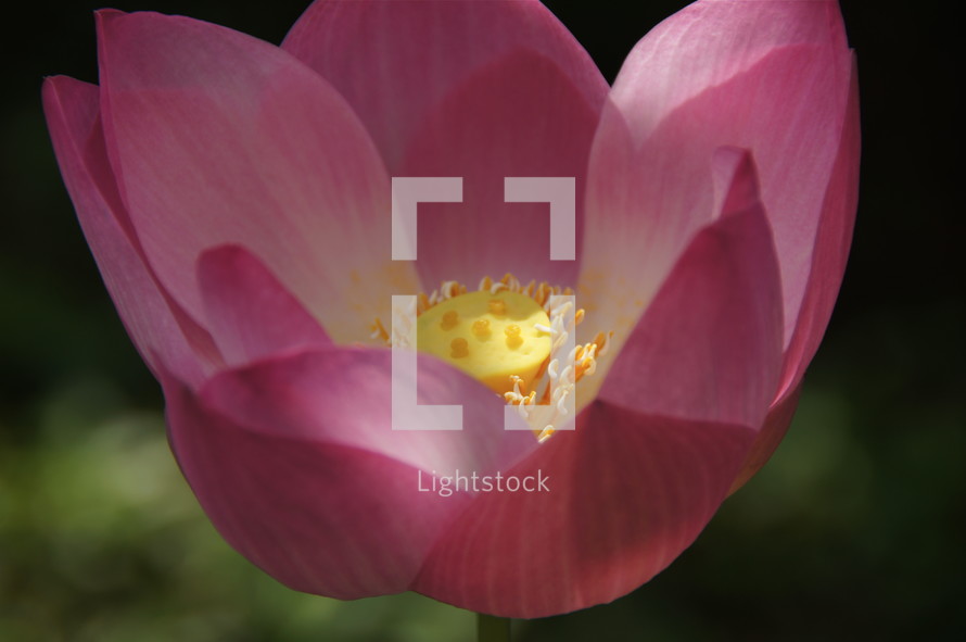 Pink Lotus flower with yellow pollen. Water Lilly.