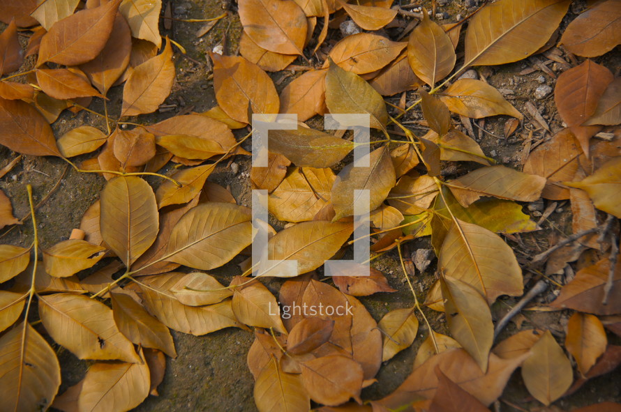 Fall leaves on the forest floor