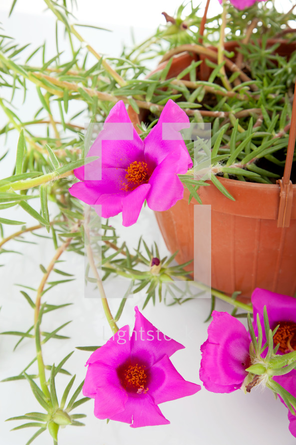 Moss Rose Portulaca grandiflora in pots to hang on white background.