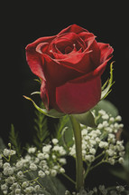 long stem red rose 