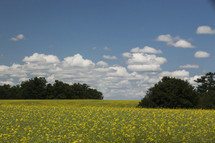 Field of yellow wildflowers with clouds in the sky.